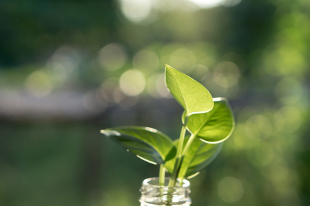 植物在瓶子里