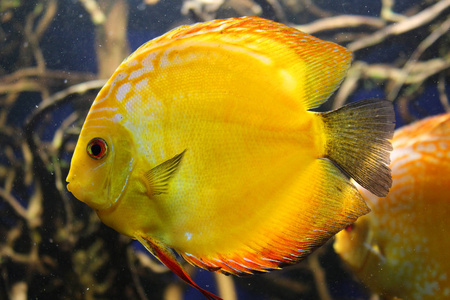 平坦明亮的黄色水族馆鱼漂浮在水中, 以藻类为背景。水族馆里有异国情调的鱼。特写。散景