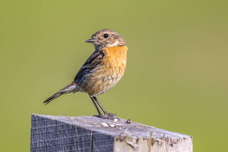 向后看的女性欧洲 stonechat