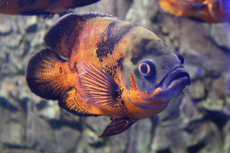 大明亮的橙色和深色的鱼漂浮在水下与岩石背景。水族馆里有异国情调的鱼。特写照片