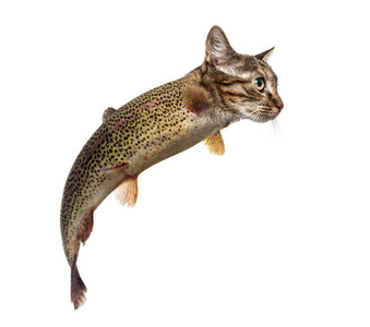 彩虹鳟鱼和小猫的头在游泳反对什么的嵌合体
