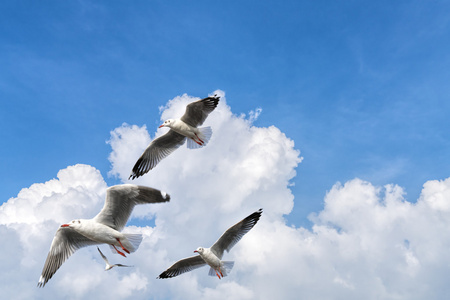 几只海鸥在多云的天空中飞翔