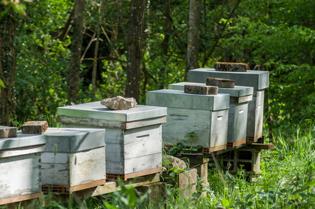 草地上的蜂巢图片