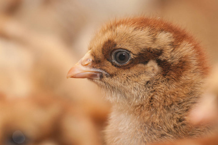 第一天龄小鸡照片