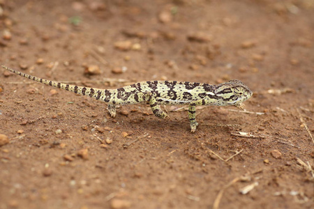 在赞比亚的皮瓣颈变色龙 Chamaeleo dilepis