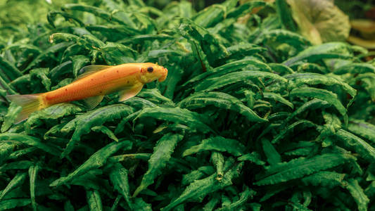 小橙鱼在淡水中游泳照片