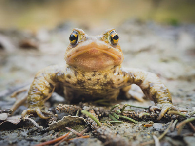 欧洲普通棕蛙肖像 蛙蛙 坐在泥上仍然
