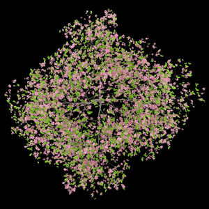 从黑色背景上分离出的梅花树的顶端。三维