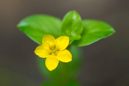 黄潘佩内尔 珍珠菜属植物 nemorum 朵