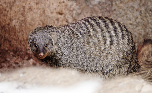 獴.猫鼬是一群食肉动物.