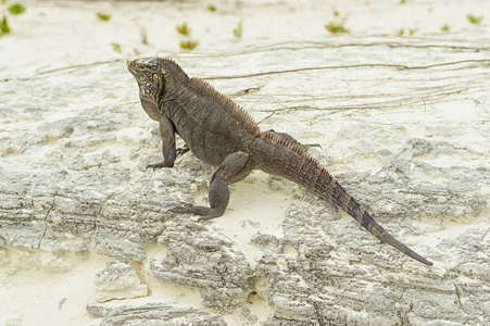 大鳞鬣蜥特写在沙子的背景下