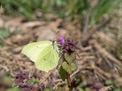 硫磺，gonepteryx rhamni