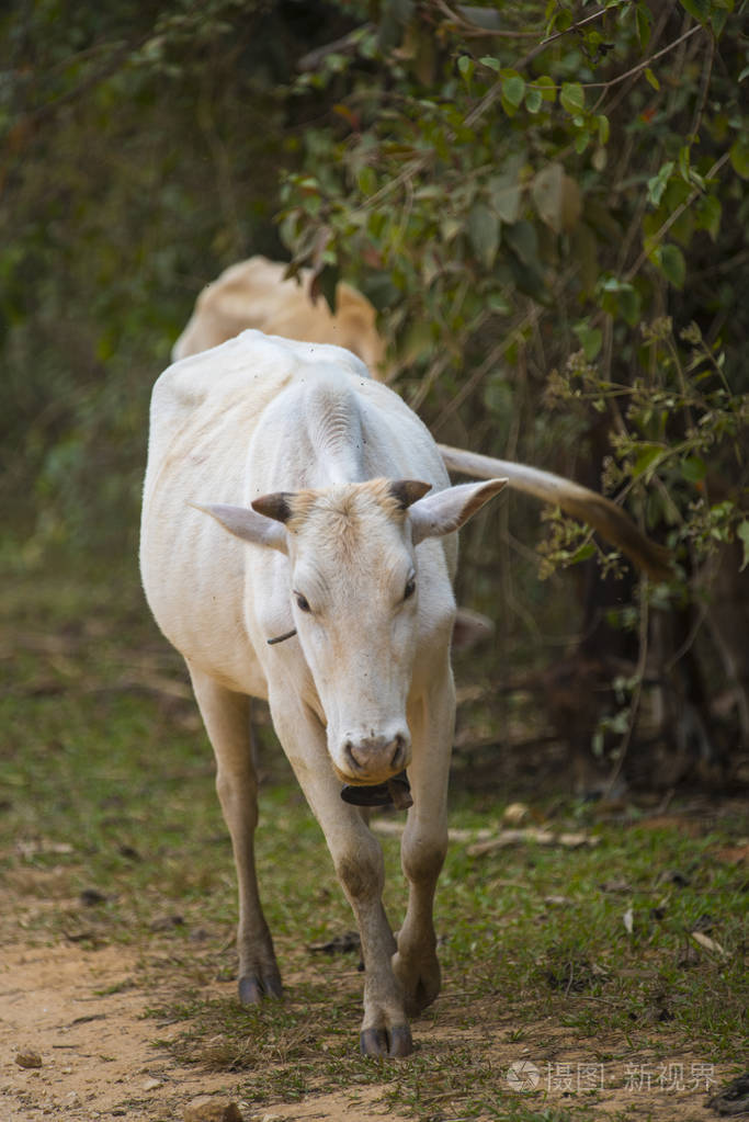 泰国的农场肉牛印度教巴西