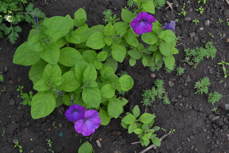 佩妮。Stimoryne。佩妮 nyctaginiflora精致的花朵。花紫颜色。灌木牵牛花。绿叶。花园。花坛。种花。美丽的植物