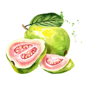 粉红色的番石榴果.水彩手绘插图, 在白色背景下隔离照片