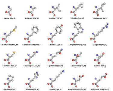 氨基酸球棍模型制作图片