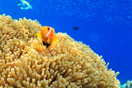 鱼数量海洋中的小鱼照片