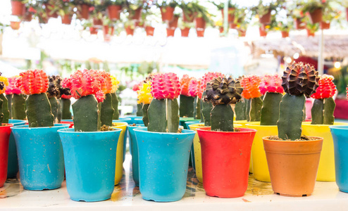 Cactuses 各种花卉市场