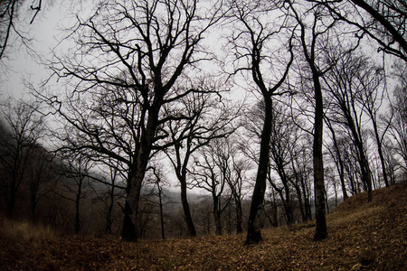 景观与美丽的雾在山上的森林或足迹通过一个神秘的冬季森林与秋天的叶子在地上。通过冬季森林的道路。神奇的气氛。阿塞拜疆自然
