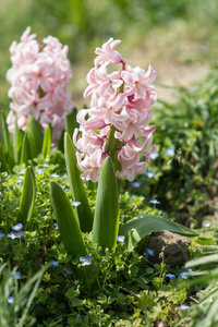 新鲜早春粉红风信子花卉在花园中生长的近观