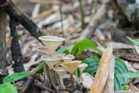 蘑菇在森林的深处