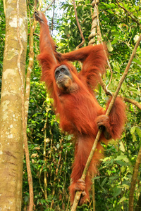 女苏门答腊猩猩挂在树上, 乌拉 Leuser Na