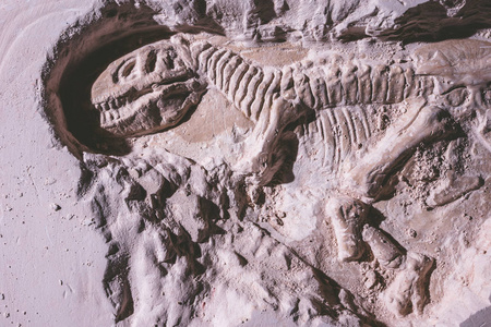 恐龙骨架。霸王龙雷克斯模拟器化石在地面石头