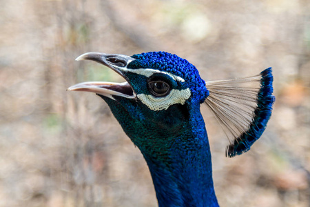 以色列野生动物图片