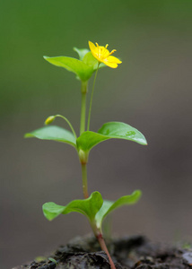 黄潘佩内尔 珍珠菜属植物 nemorum 在花中