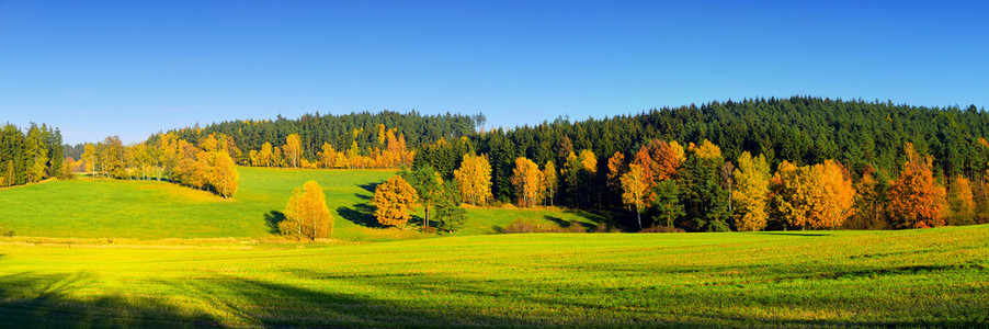 蓝蓝的天空 树木和森林的秋景