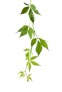 蔓生植物孤立在白色背景上的蔓生植物的叶子照片