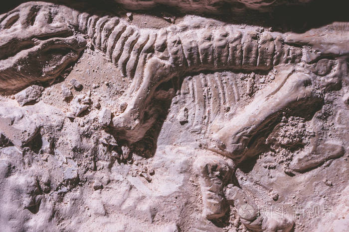 恐龙骨架.霸王龙雷克斯模拟器化石在地面石头