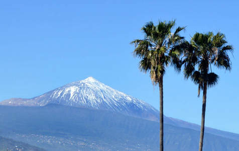 芒 Teide 和棕榈树。特内里费