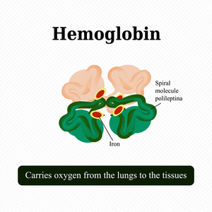 血红蛋白的结构。矢量图