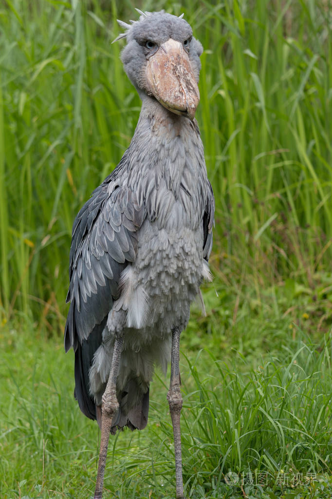 鲸头鹳在草丛中