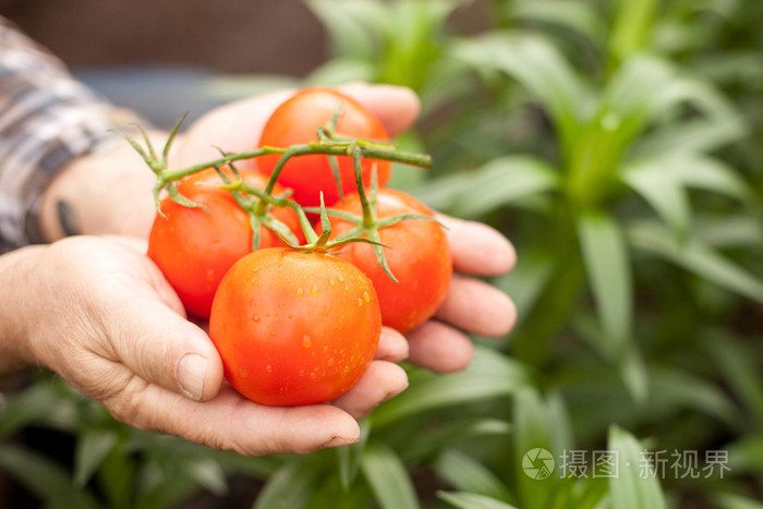 红色新鲜蔬菜的开朗男工