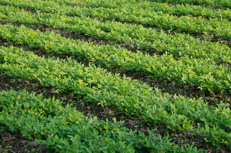 芥蓝实生苗实生苗西红柿准备着陆到 gr 的床上苦瓜实生苗秧苗,幼苗