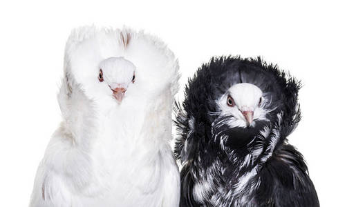 黑白雅各宾派鸽子反对白色背景照片