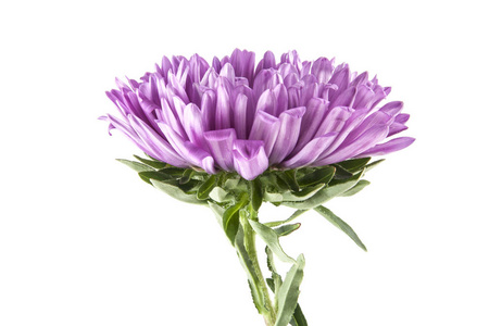 孤立在白色背景上的紫色翠菊照片