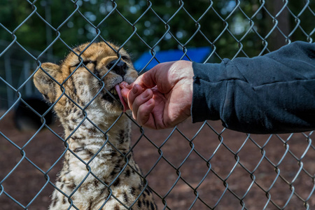 野生猎豹在庇护所的笼子里吃肉