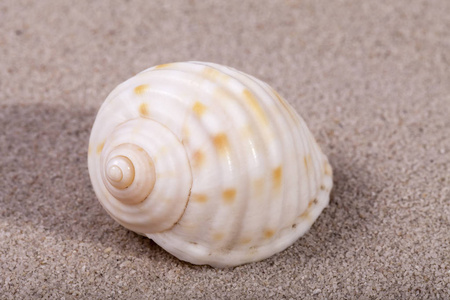 单海的躺在沙滩上的海洋蜗牛的壳，关闭了