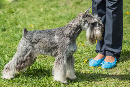 迷你雪纳瑞犬 Zwergschnauzer 站在旁边的所有者