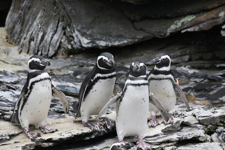 四个麦哲伦企鹅