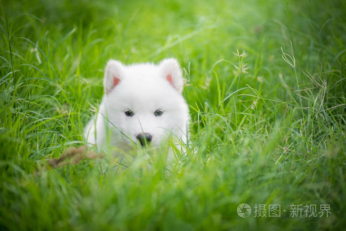 绿色的草地上玩耍的西伯利亚哈士奇犬小狗