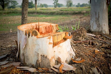 树被砍倒在公园里的老死树桩照片