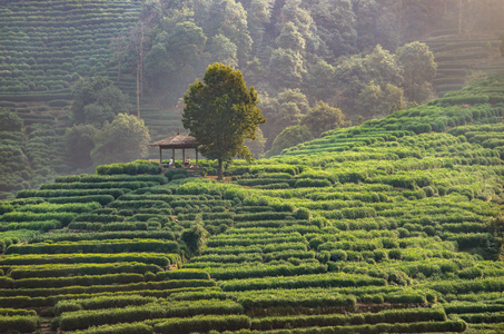 茶园山