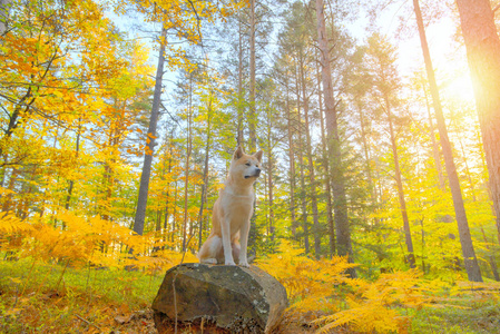 秋天的树林里的滑稽日本狗秋田犬小狗