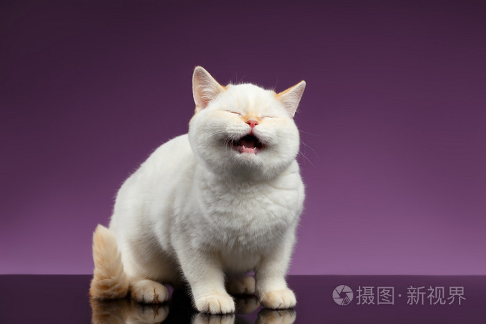 蓝眼睛英国小猫喵喵叫上紫色