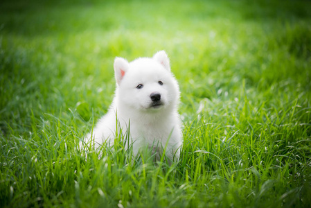 绿色的草地上玩耍的西伯利亚哈士奇犬小狗照片