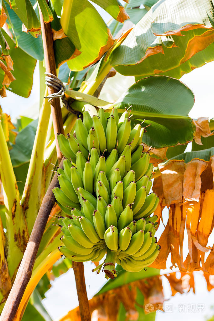 缅甸的一棵树上的香蕉特写
